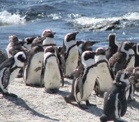 Penguins at Boulder's Beach